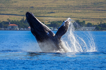 Humpback whale breaching the waters between Maui and Lanai islands in Hawaii during the winter...