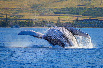 Humpback whale breaching the waters between Maui and Lanai islands in Hawaii during the winter...