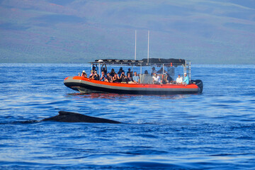 Group of tourists on a speedboat observing the fin of a humpback whale near Lahaina on Maui island,...