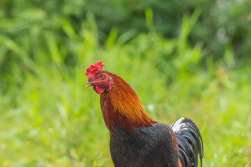 close up rooster stand in garden looking for food