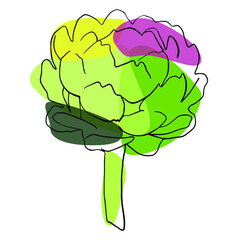 Vector color artichoke. Line art