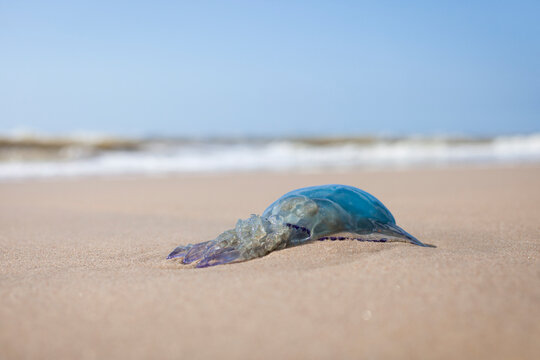 Tote blaue Qualle am Sandstrand in Holland
