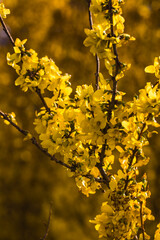 Wunderschön gelb leuchtende Forsythien-Zweig