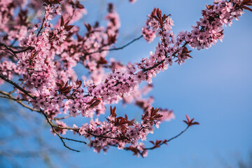 Wunderschöne rosa Blüten