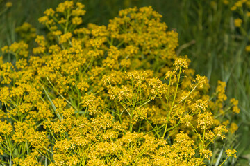 Obraz premium Flowers on branches in early spring.