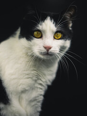 Portrait einer schwarz-weißen Katze mit stechend gelben Augen