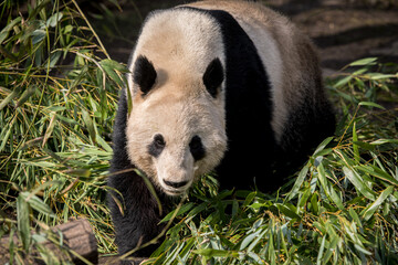 Fototapeta premium Panda zwischen Bambus-Blättern