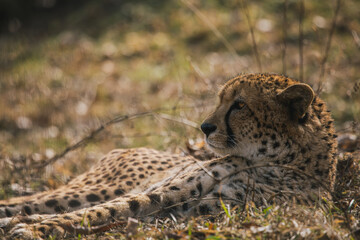 Im Gras liegender Gepard