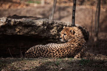 Junger Gepard liegt vor Stein © Vanell