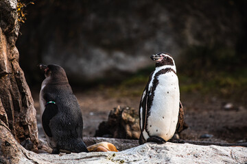 Naklejka premium Humboldtpinguine kehren einander den Rücken zu