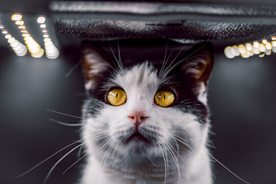 Schwarz-weiße Katze mit stechend gelben Augen in Fotobox