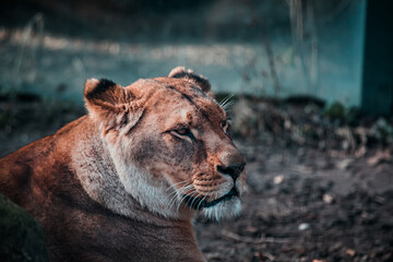 Portrait einer Löwin, die auf dem Boden liegt