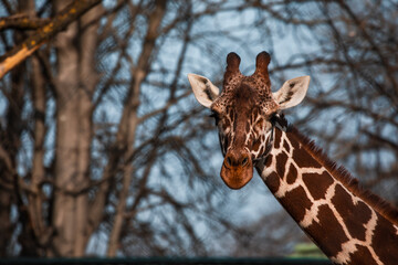Portrait einer Giraffe mit kahlen Bäumen im Hintergrund