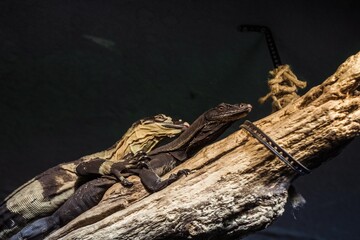 Buntwarane liegen aufeinander auf einem Baum