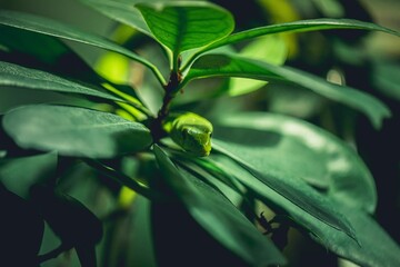 Gr&uuml;ne Mamba in Baum gut getarnt