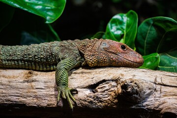 Krokodilteju liegt auf Baumstamm mit Blättern im Hintergrund