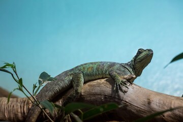 Philippinische Segelechse