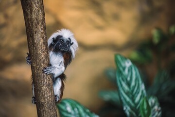 Lisztaffe beim Klettern