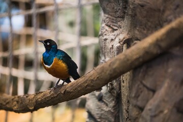 Dreifarben-Glanzstar sitzt auf dickem Stamm