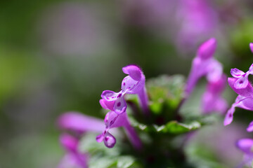 春の草花　ホトケノザの紫色の花（埼玉県/3月）