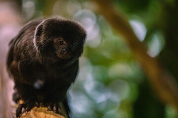 Portrait eines Springtamarins