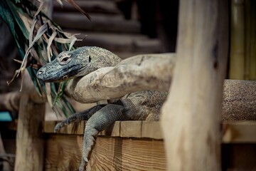 Komodowaran legt Kopf auf Holzzaun