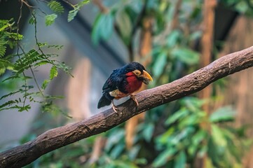 Senegal-Furchenschnabel auf dickem Ast