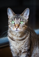 Portrait einer Tigerkatze