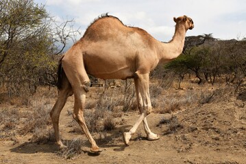 Camel 8