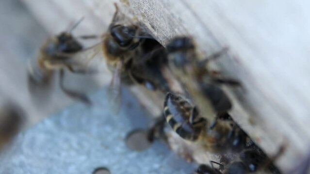 Abejas entrando y saliendo de la colmena 