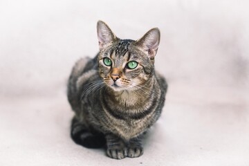 Getigerte Katze mit grünen Augen
