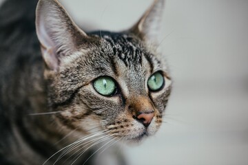 Getigerte Katze mit grünen Augen
