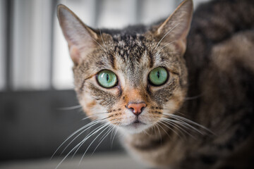 Getigerte Katze mit grünen Augen