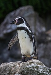 Naklejka premium Humboldtpinguin auf Felsen