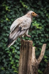 Schmutzgeier auf einem Bein stehend auf Baum