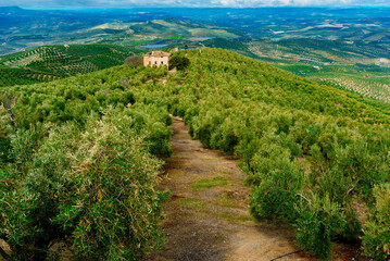 Fototapeta na wymiar Small farmhouse between olive plantations in Andalusia.