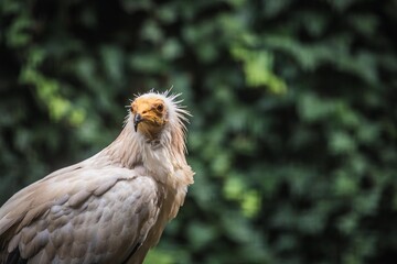 Portrait eines Schmutzgeiers