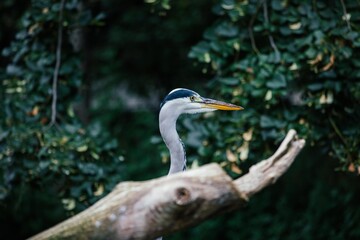 Graureiher hinter Geäst