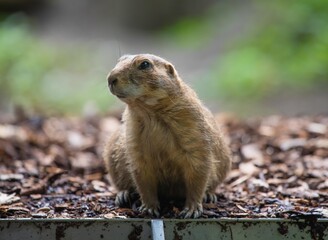 Sitzender Präriehund