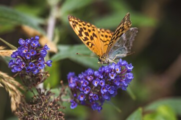 Kaisermantel auf lila Sommerflieder