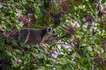 Katta in Baum