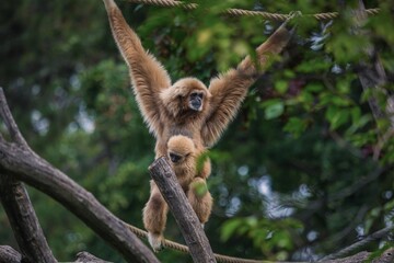 Gibbon-Mutter mit Jungtier