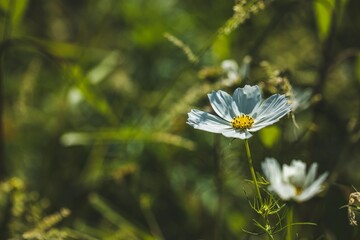Weißes Schmuckkörbchen