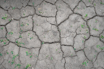 The earth dried up in cracks and green, small grass.