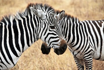 Fototapeta na wymiar Zebra 30