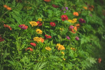 Viele bunte Zinnien