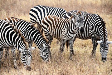 Fototapeta na wymiar Zebra 28