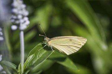 Rapsweißling auf grünem Blatt