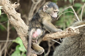 Baboon 17