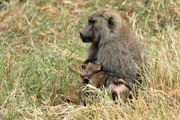 Baboon 15